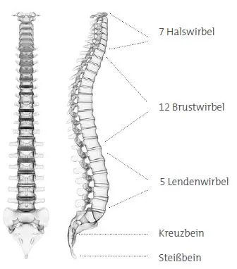 Die menschliche Wirbelsäule